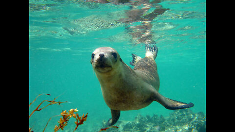 Swimming Sea Lion