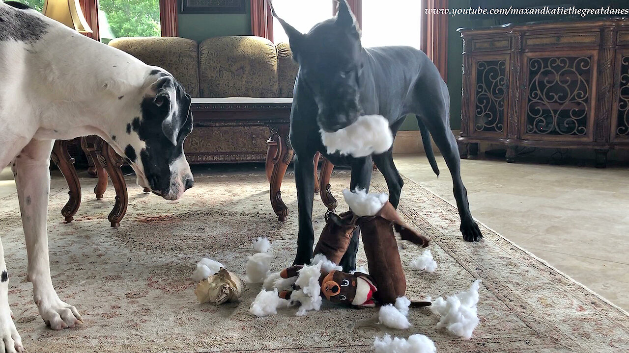 Great Dane Shows How To Destuff and Desqueak A Dog Toy ~ Home Schooling