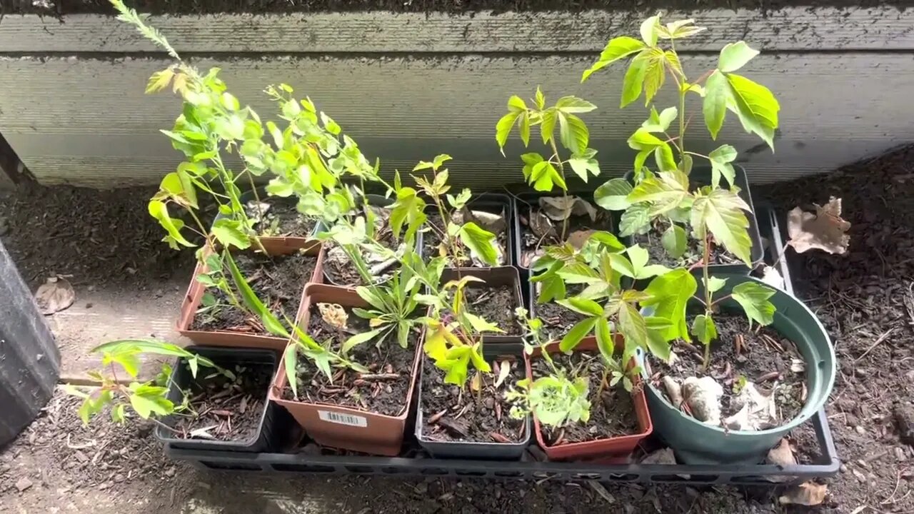 Cleaning pots, organizing, and upsizing. Daily life on the tree farm!