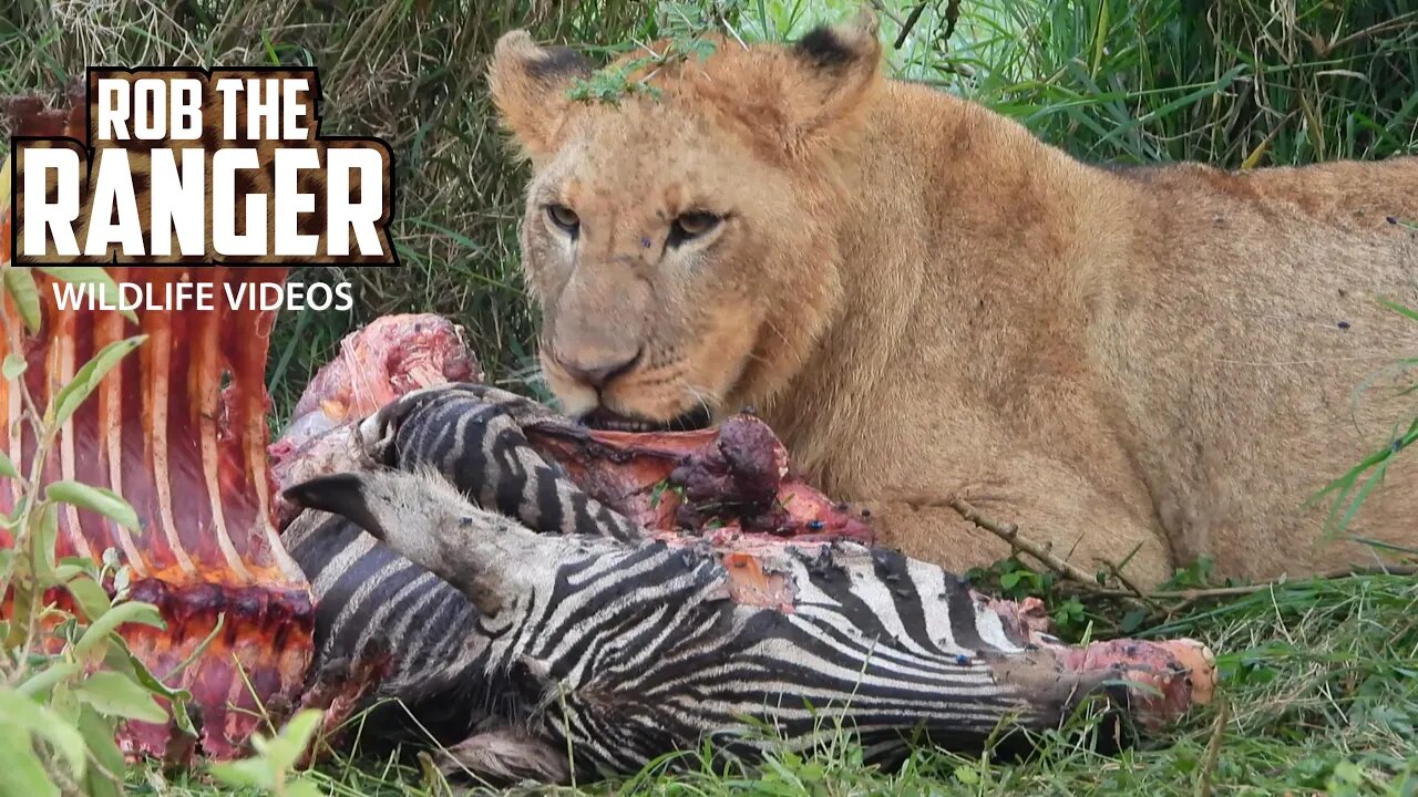 Lions with Cubs Eating A Zebra | Lake Nakuru | Zebra Plains On Tour