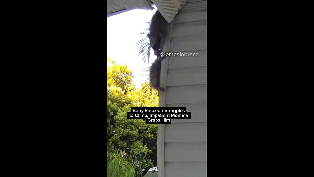 Baby Raccoon Struggles to Climb, Impatient Momma Grabs Him