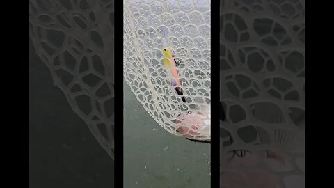A triple we had on today 2 of the 3 were on Dead Eye crankbaits that I painted! Lake Erie Walleye!