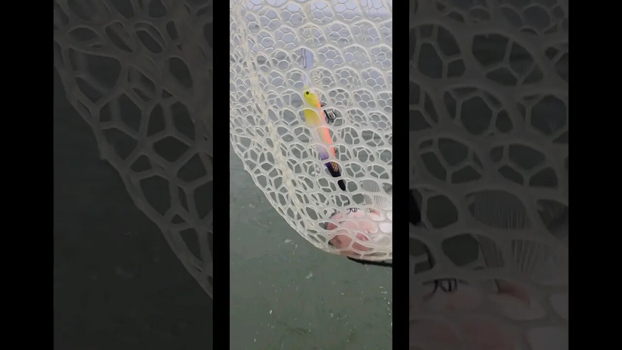 A triple we had on today 2 of the 3 were on Dead Eye crankbaits that I painted! Lake Erie Walleye!