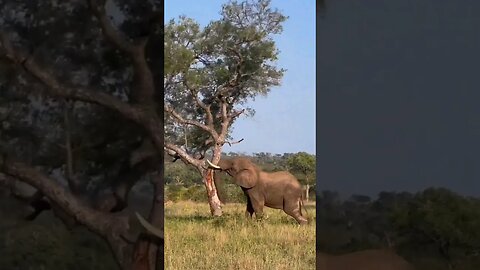 Elephant attack big tree