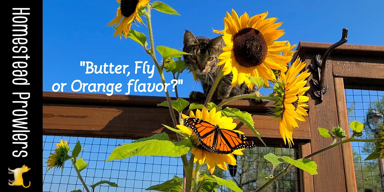 Sunflowers, Homestead Cat and Monarch Butterfly... OH MY!