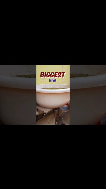 Art of Raising Sea Monkeys! - Brine Shrimp is the BEST Fish Food #shortsfeed