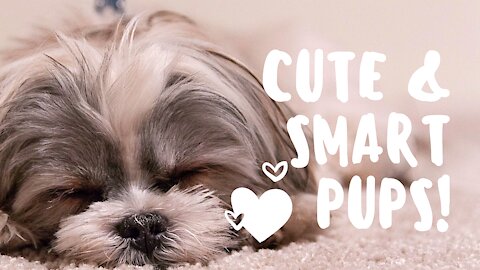 Cute & Smart Pups & Dogs Compilation