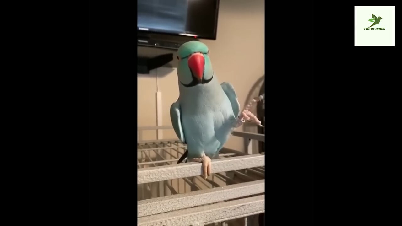 Funny Parrots Videos Compilation Cute Moment of the Animals