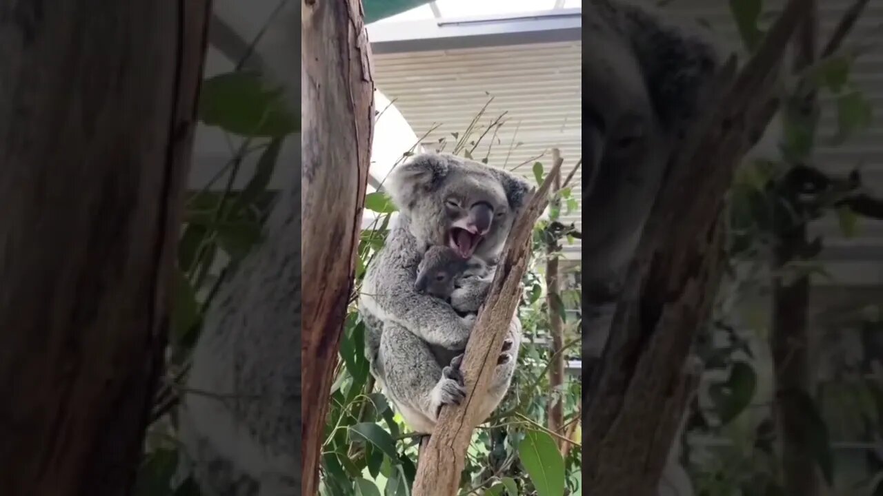 Começando o dia com o Koala