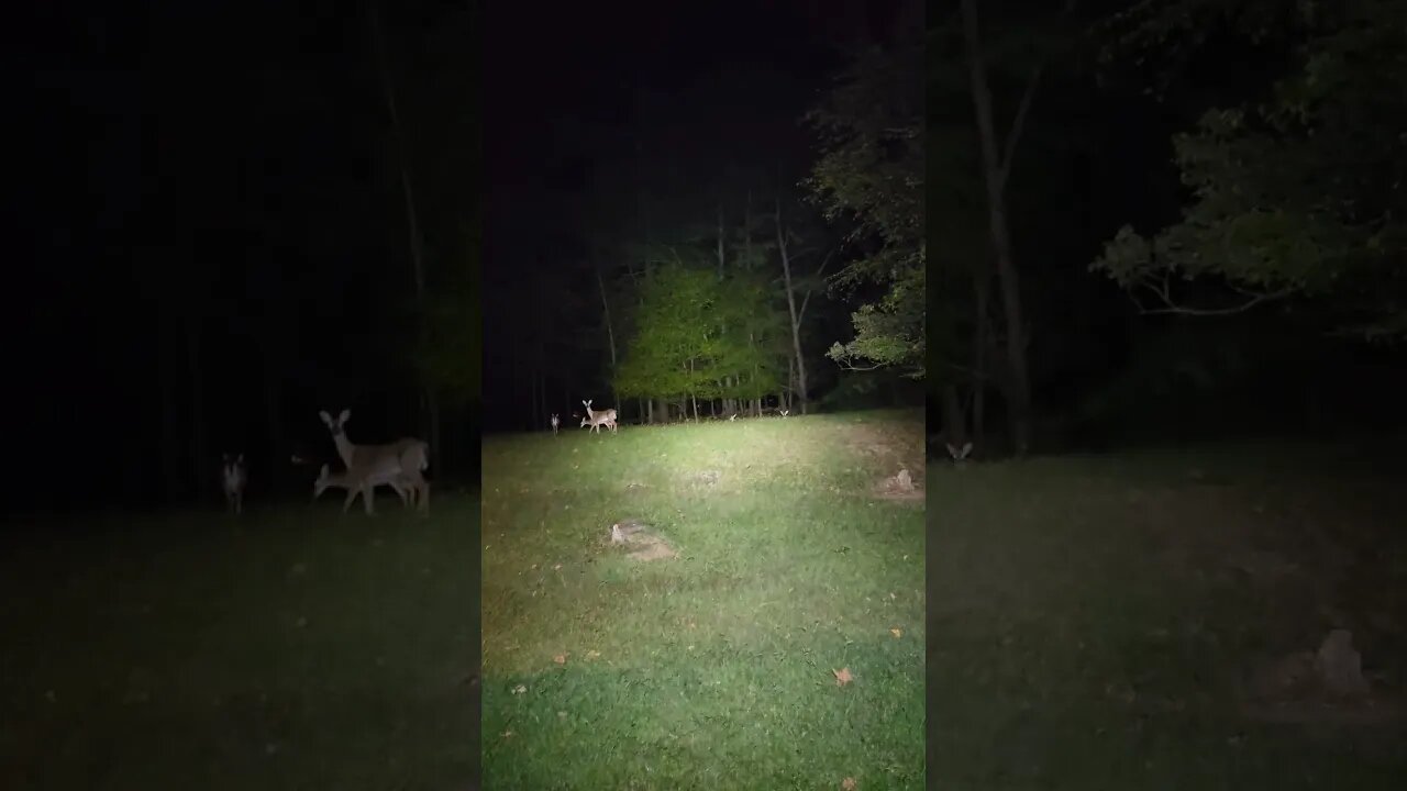 Fearless Deer!