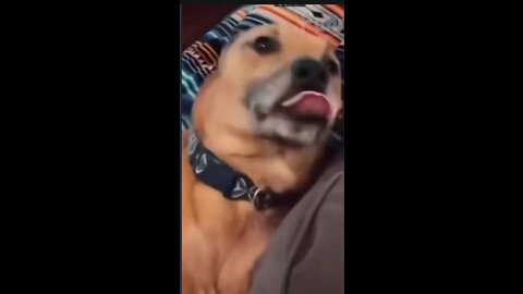 Dog funny video viral