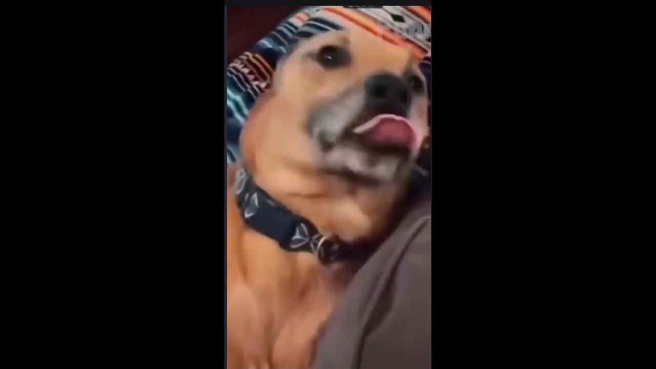 Dog funny video viral