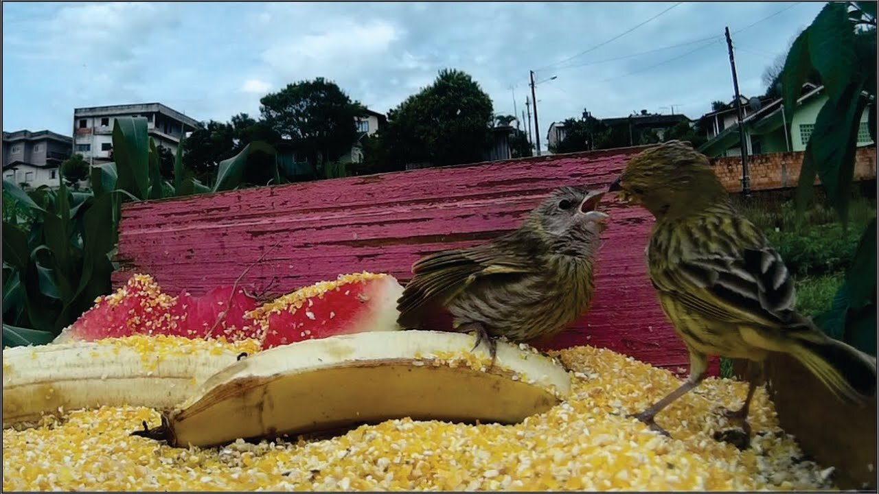 Canary feeding her calf: mother nature in action