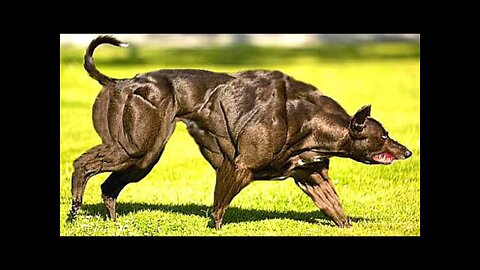 10 Most Muscular Dog Breeds In The World