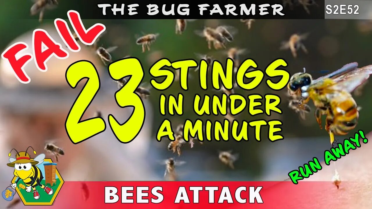 #fail Beekeeper FAIL! - 23 stings in under a minute. Beekeeper attacked by his own bees.