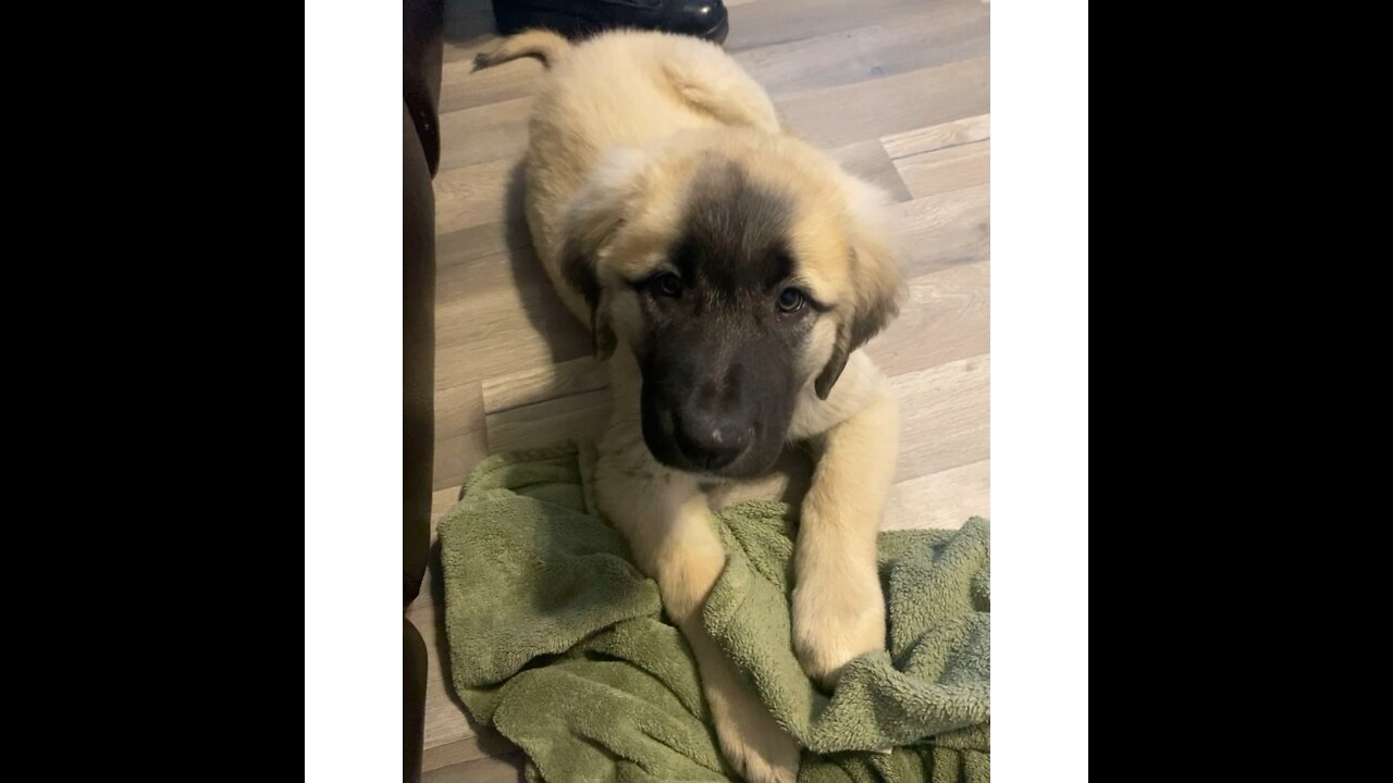 Anatolian Shepherd Puppy- Suki