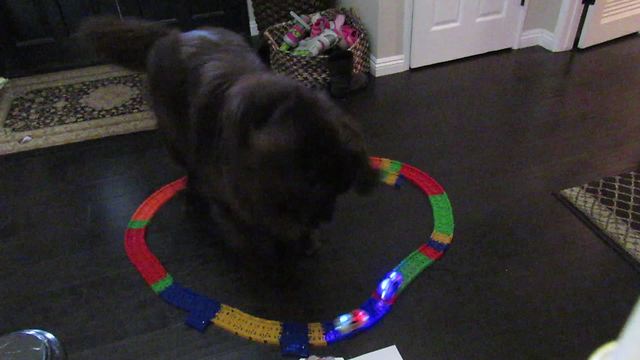 Giant dog somehow keeps cars on track