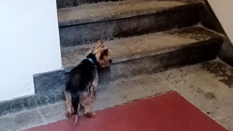 a cute little Yorkie