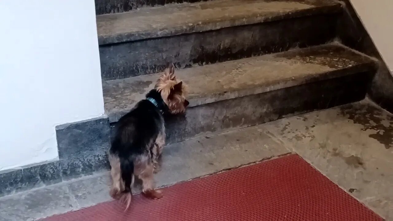 a cute little Yorkie