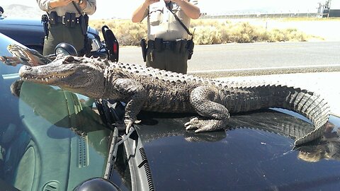 Alligator Captured In Pittsburgh?