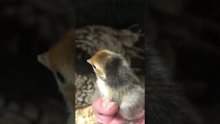 Gold sebright chick