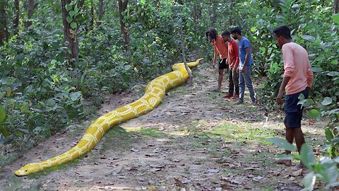 Anaconda Snake Attack Boys In Forest | An Anaconda Snake Attack Brief Story 2.