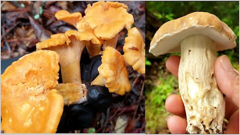 Picking Chanterelle after heavy rain. Found bolete.