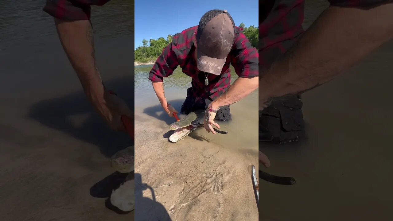 Slaughter Fish Unhooking