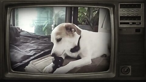 TRABALHANDO A MENTE DO CÃO COM UM 'KONG' CONGELADO