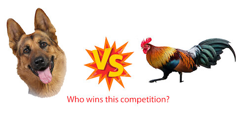 Chicken VS Dog Fight - Funny Dog Fight Videos