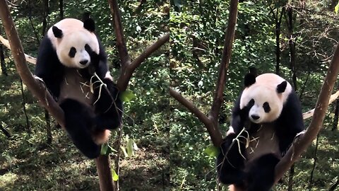 Giant panda sitting on the tree