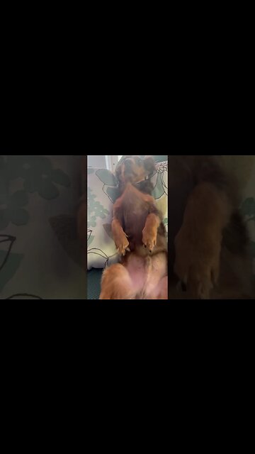 It’s a Dog’s Life ❤️😂 🐶 #dog #milo