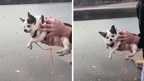 Puppy walking in the air