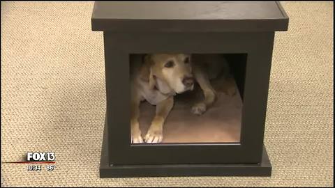 Inventors make ZenCrate for anxious dogs