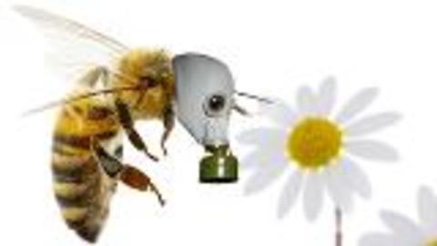 Exhaust Fumes Affecting Honeybees