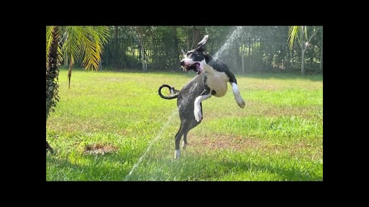 Great Dane puppy loves jumping through the sprinklers