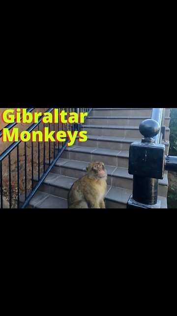 Monkeys Gibraltar; Too close for Comfort #shorts