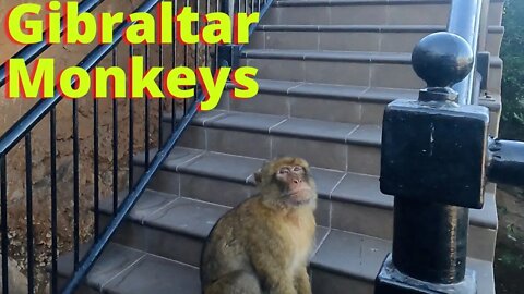 Monkeys Gibraltar; Too close for Comfort #shorts