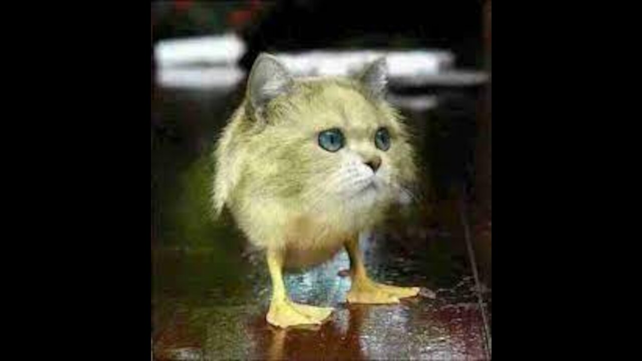 Best Funny Cats and Dogs Compilation And the funniest animals