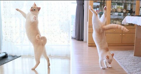 Funny clips of cats, pet dogs and dancing