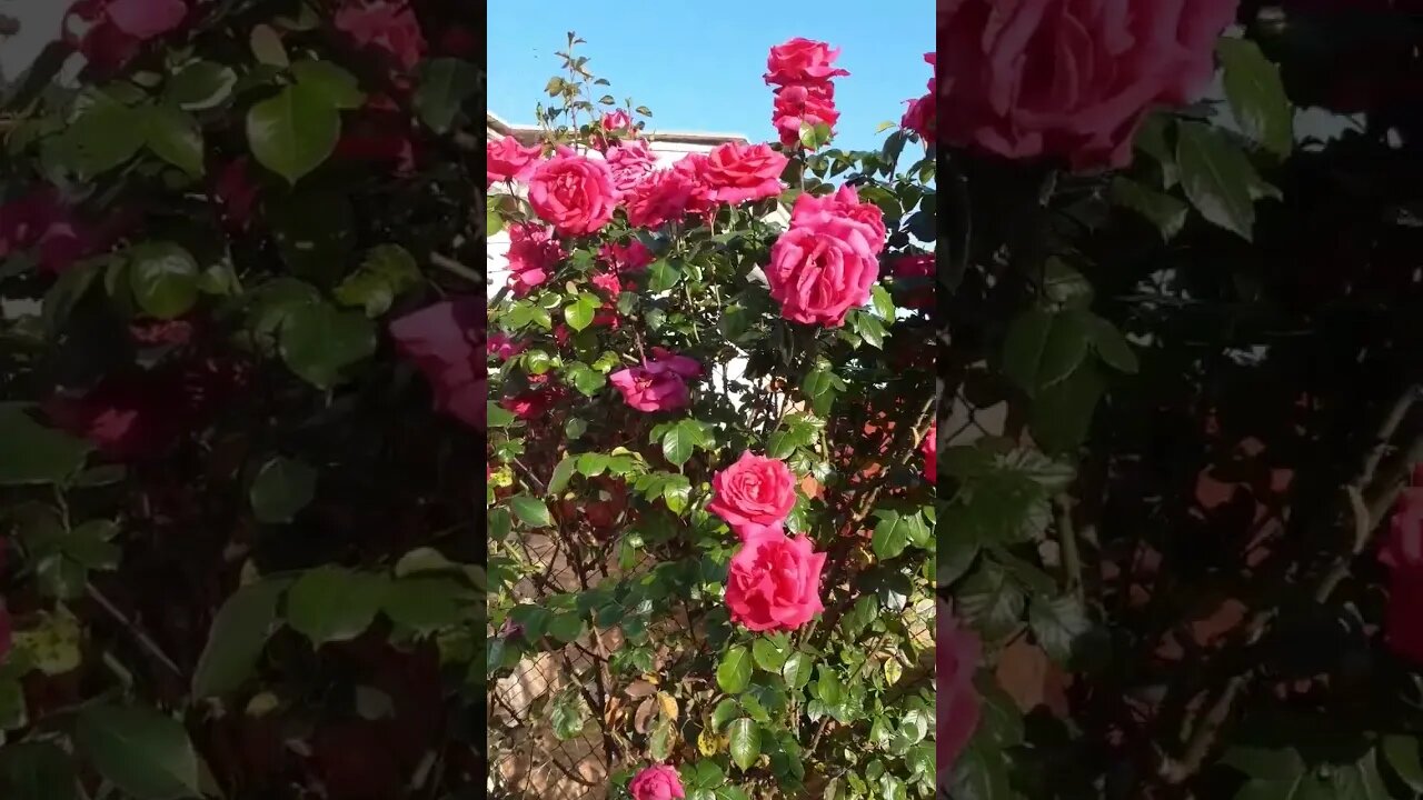 BAHÇE GÜLLERİ (KIRMIZI)