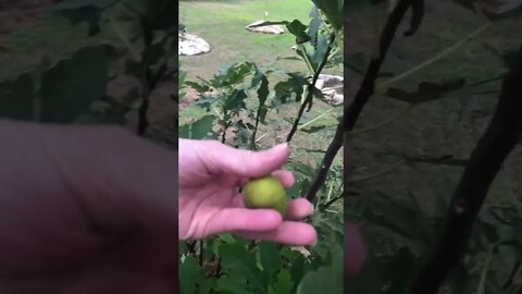 There’s MORE! 👀 #shorts #viral #trending #tiktok #health #garden