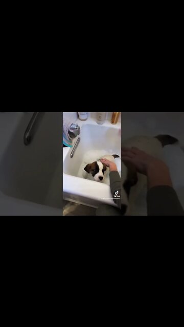 The Kids Meet Their St Bernard Rescue Puppy! #RescueMission #finale