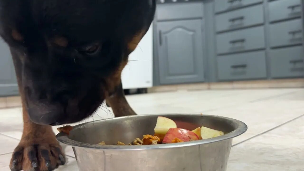 Rescue Rottweiler Eats Raw Fruits and Veggies For The First Time