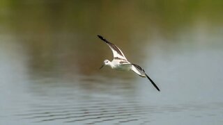 American Avocet, Sony A1/Sony Alpha 1, 4k