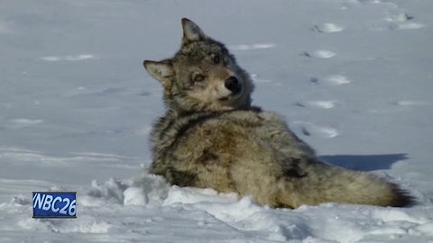 Wisconsin reaction to federal wolf proposal