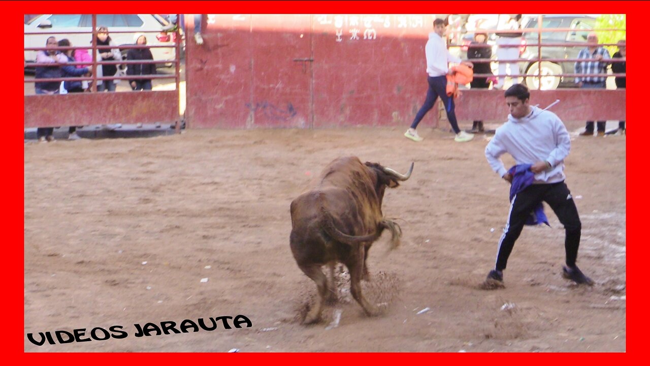 ILLUECA ( ZARAGOZA ) TARDE VACAS PLAZA ( DOMINGO 23 OCTUBRE 2022 ) JOSE LUIS CUARTERO