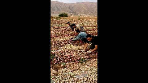 Ganito pala sila mag harvest