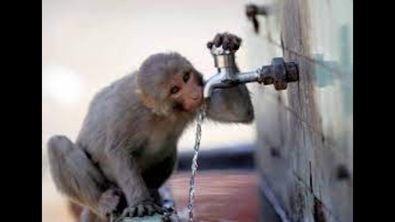 Every drop matters… This monkey is more responsible than many humans