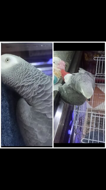 The Parrot Koki plays sweetly with me, making a voice expressing his love for me